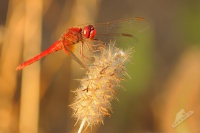 Vazka cervena - Crocothemis erythraea 1869